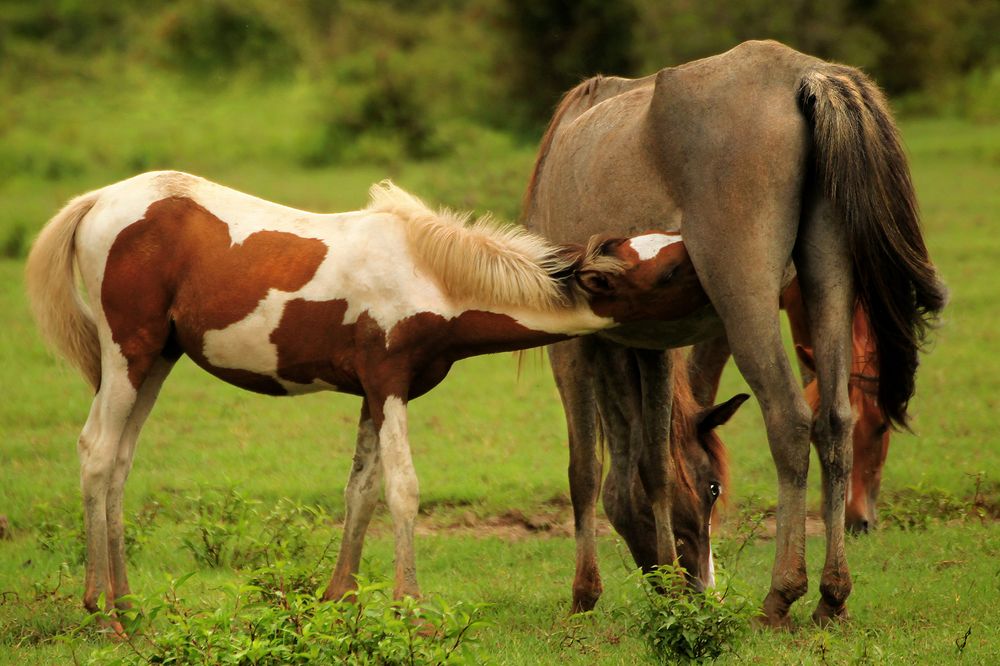 Фотография автора hasan jouri