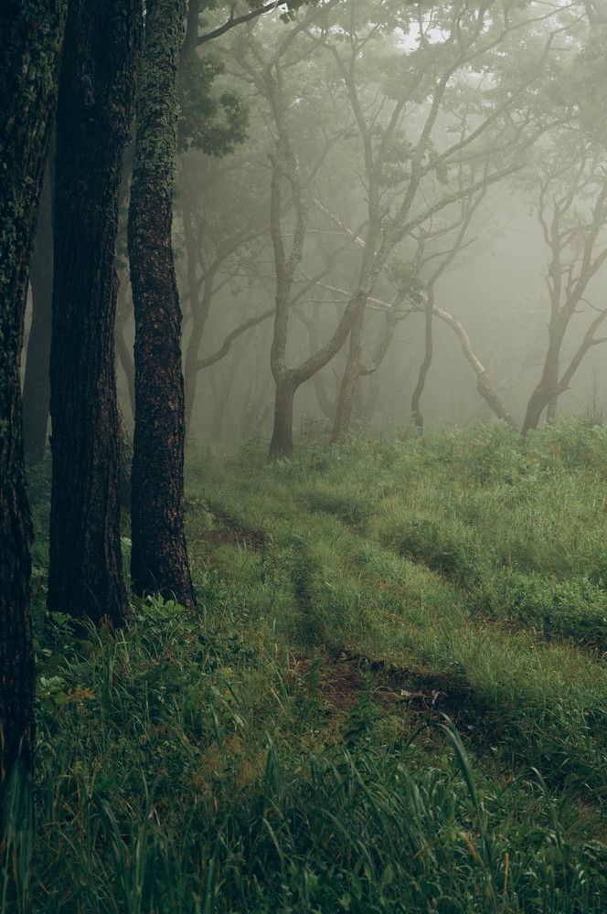 Туманное утро острова Путятин