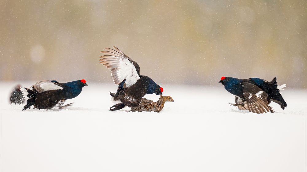 Photograph by Logeswaranathan Mohanaraj