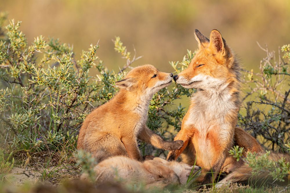 Photograph by Logeswaranathan Mohanaraj