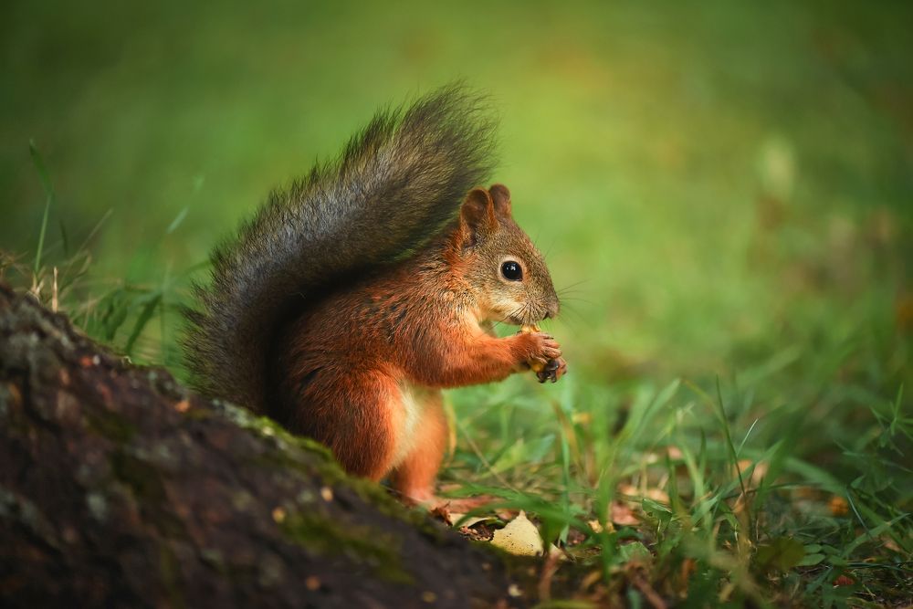 Photograph by Виктория Кос