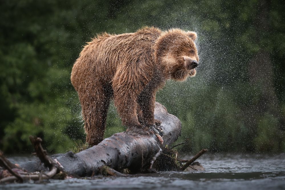 Хозяин реки