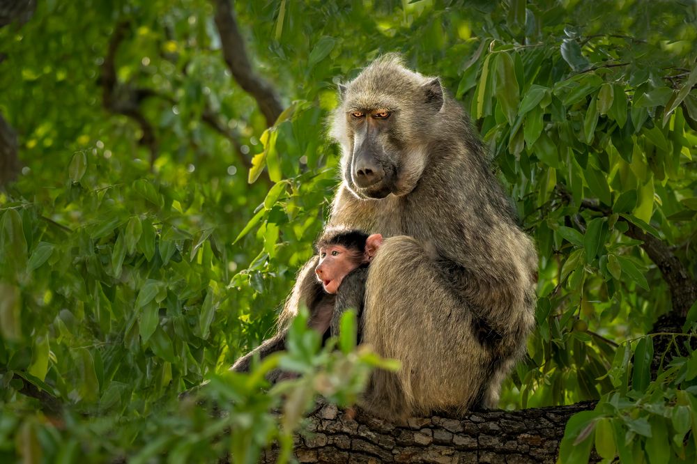 № 2  Из жизни обезьян