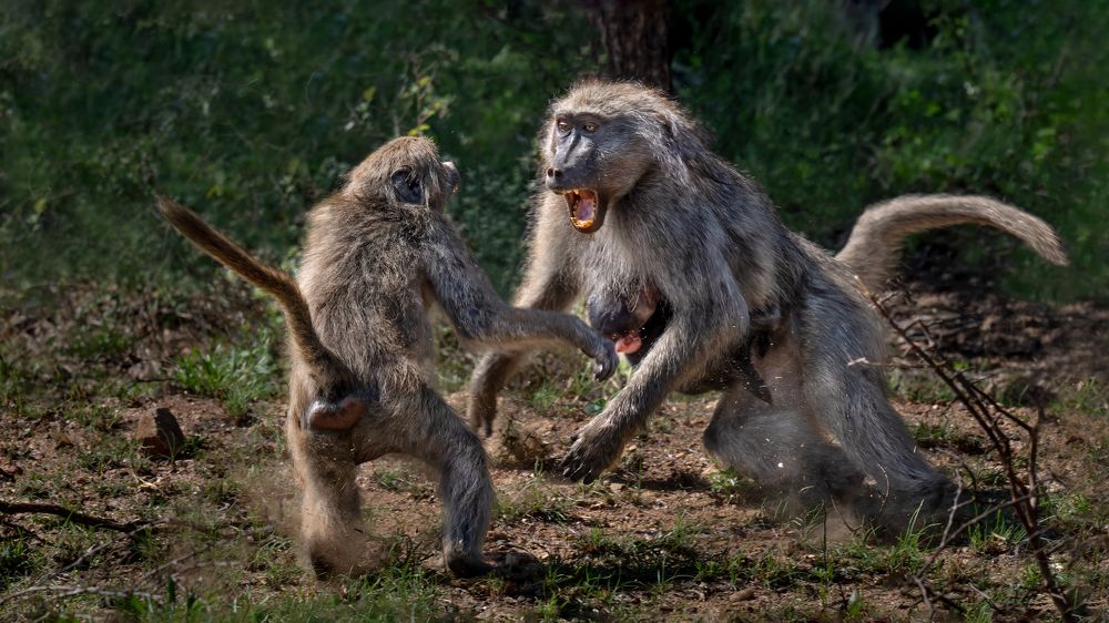 № 1  Из жизни обезьян