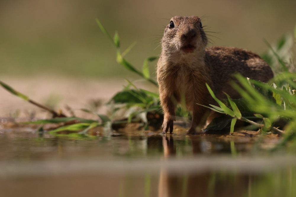 Photograph by Chris Brain