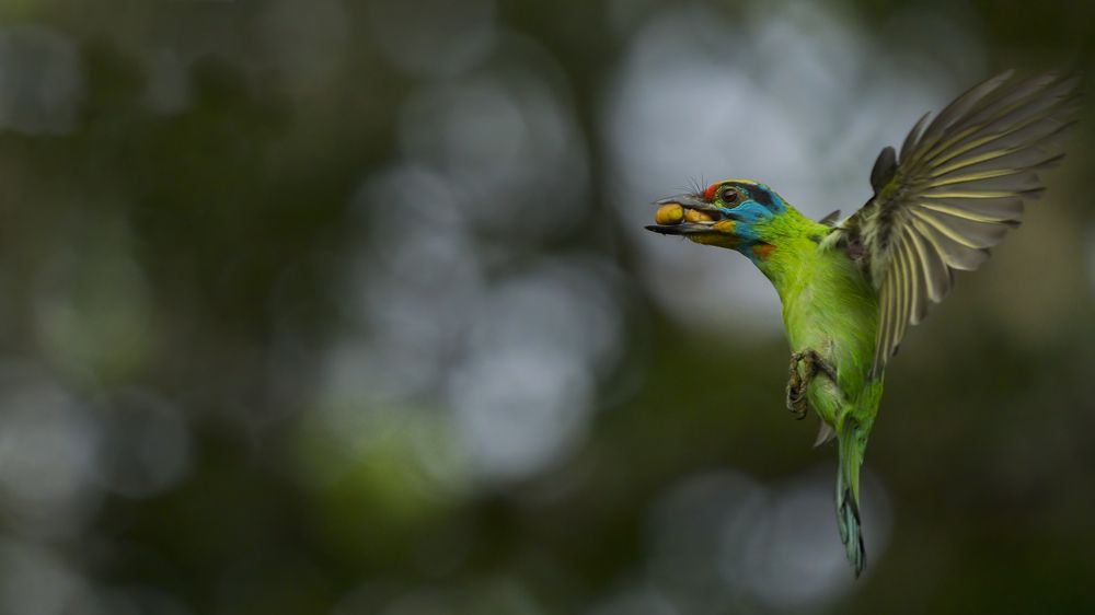 Black Browed Barbet on flight with hunt.