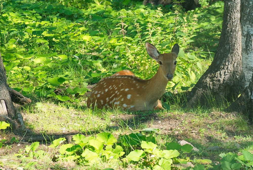 Photograph by Василий Быстрицкий
