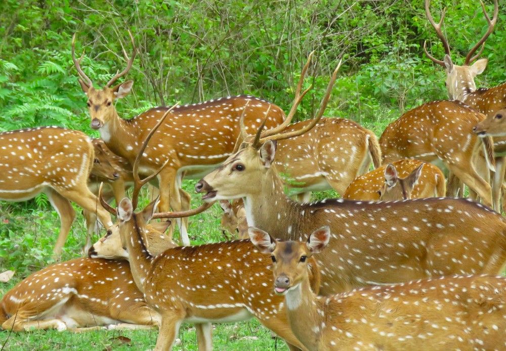 Herd of deer move, as young one looks on