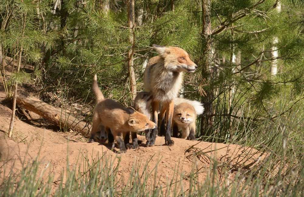 Photograph by Олег Юмашев