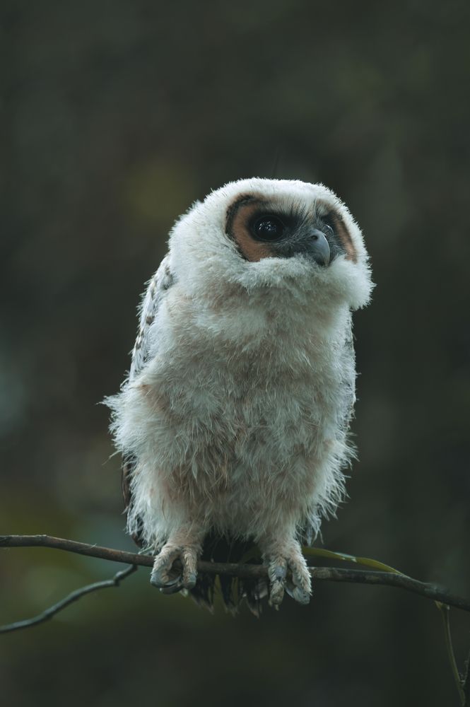 Brown Wood Owl (juvenile) cuteness..