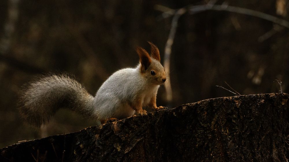 Photograph by Едынак Евгений