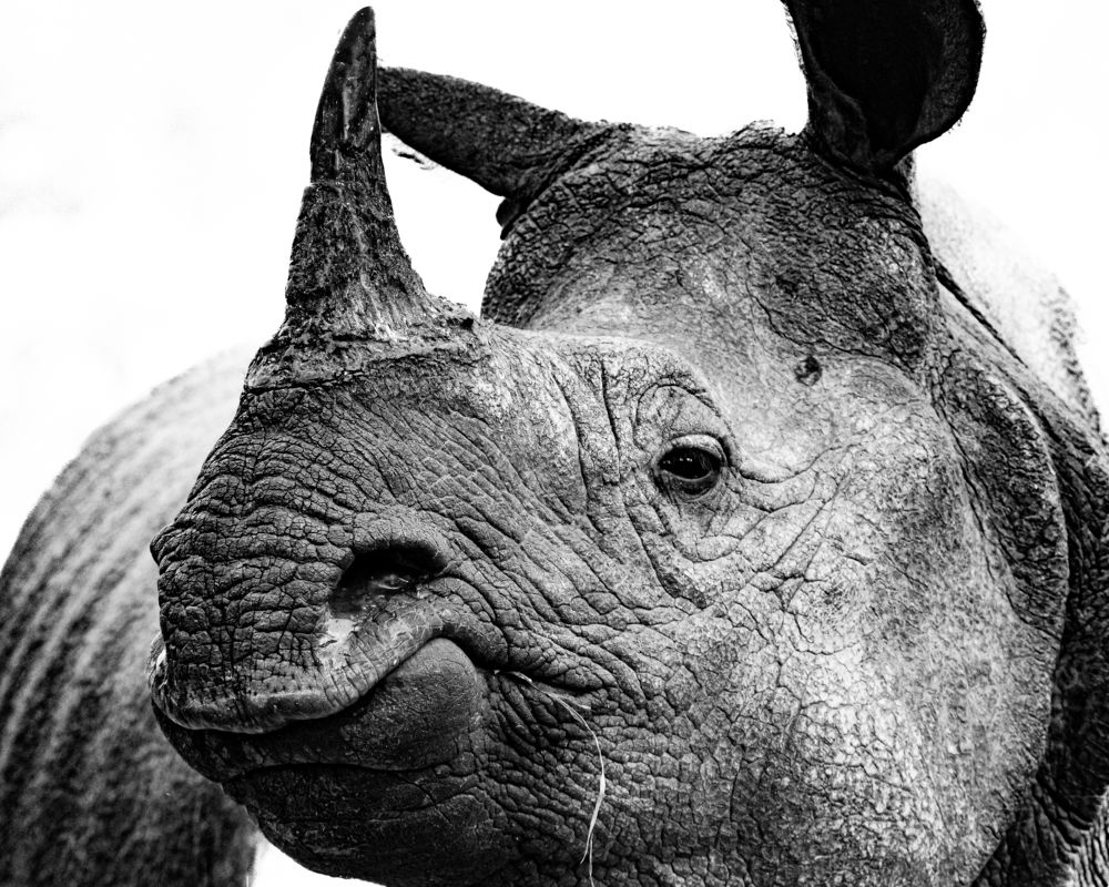 Photograph by Siddhartha Roy Choudhury