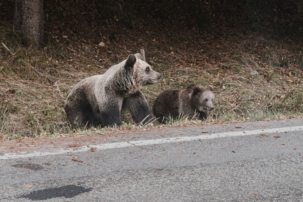 Photograph by Евгений Мериакре