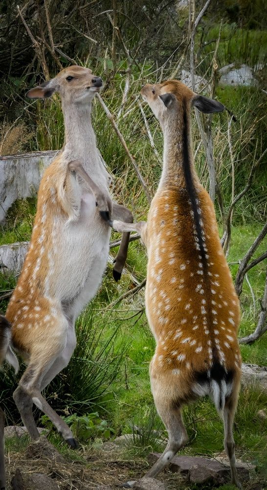 Фотография автора Michael Gault