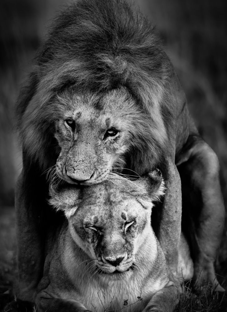 Photograph by  Sajeevkumar