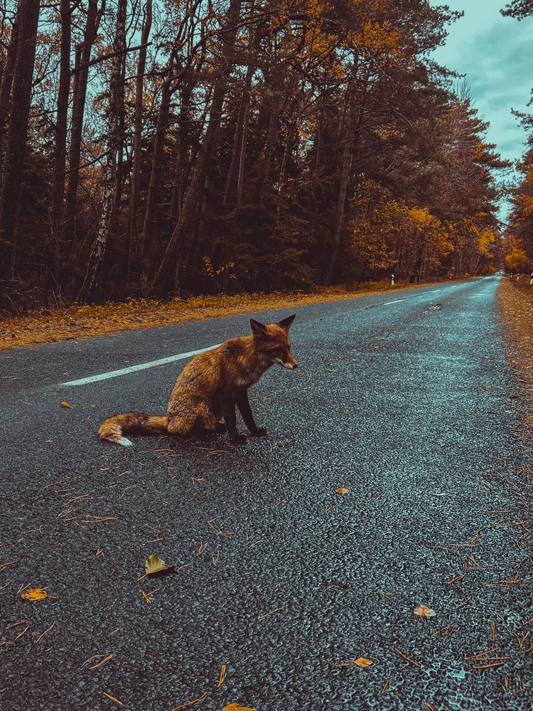 Photograph by Наталья Манжиева