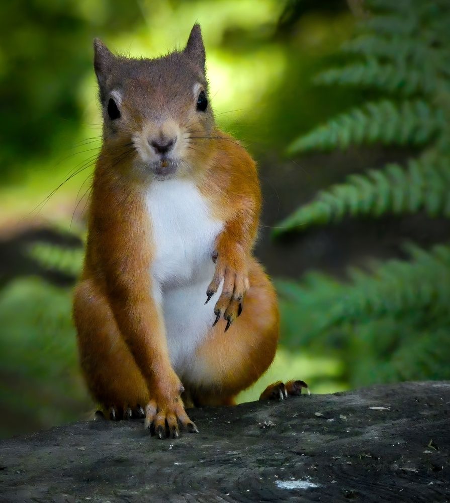 Фотография автора Michael Gault