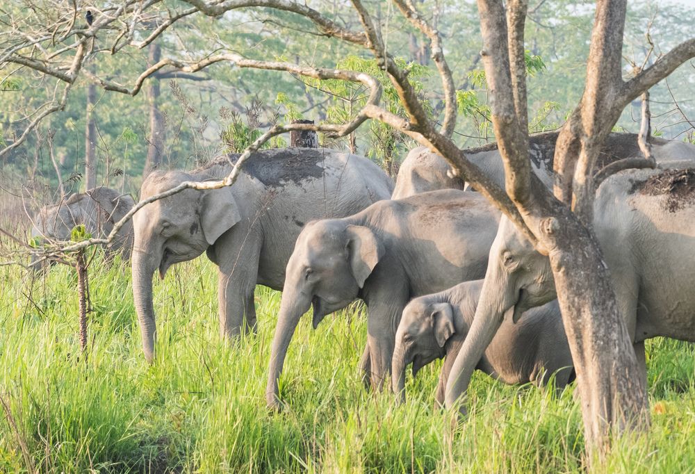 Photograph by Roy Mantu