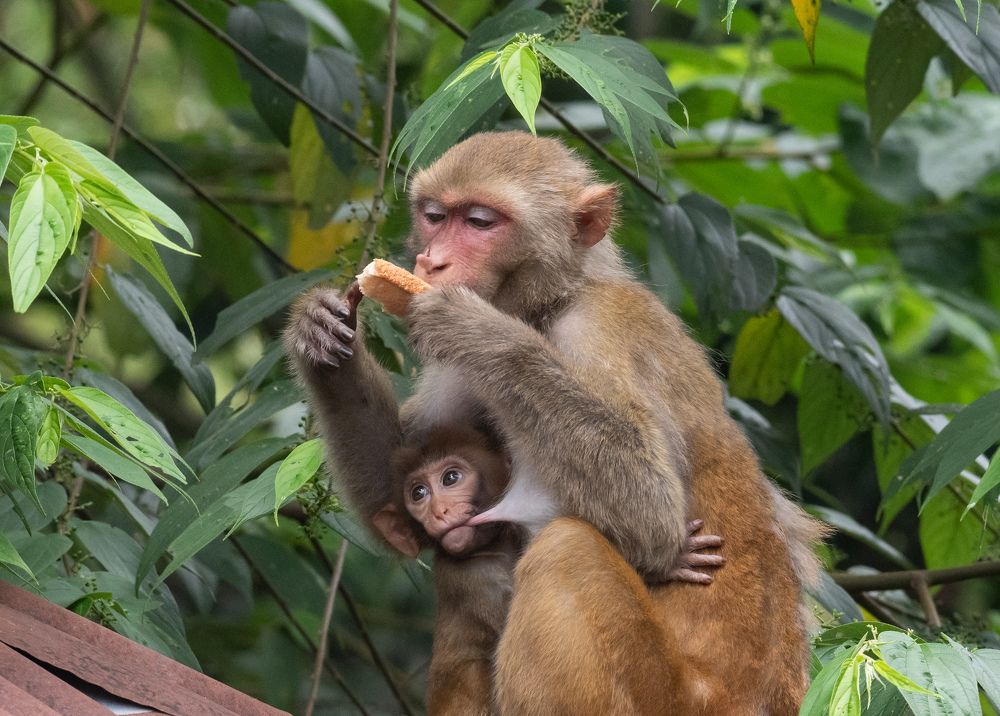 Photograph by Roy Mantu