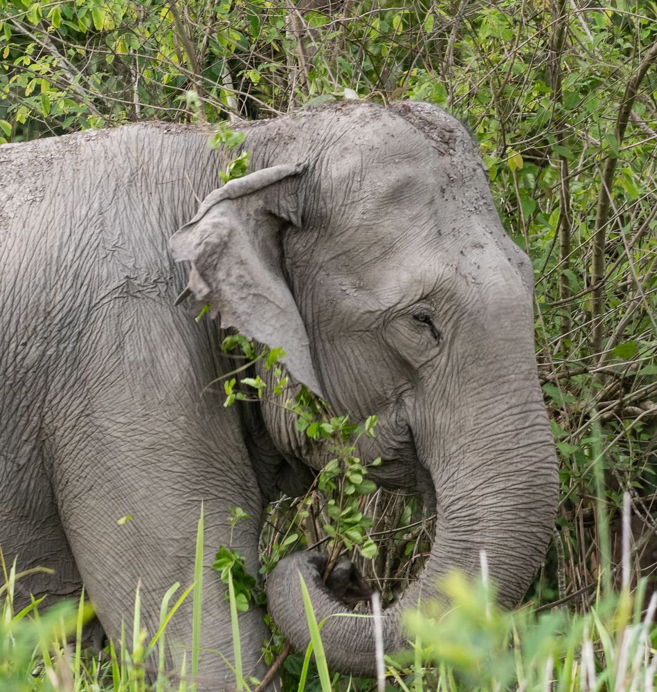 Photograph by Roy Mantu