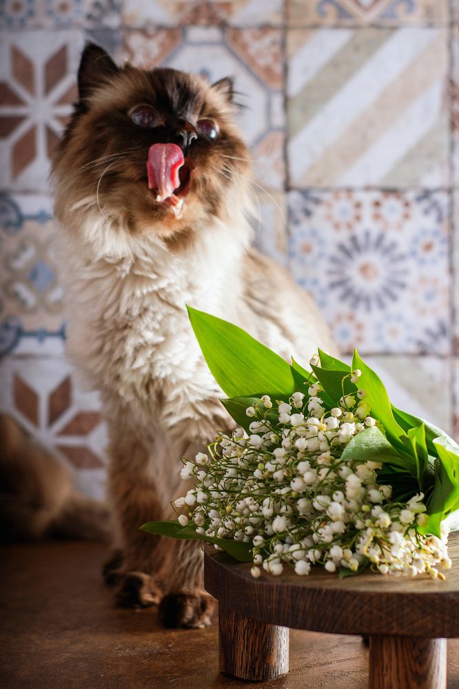 Photograph by Lesya Lambada