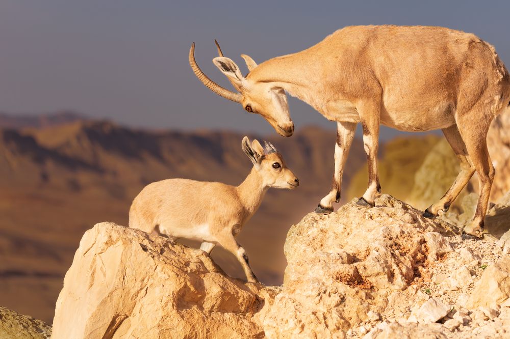 Photograph by Elena Levi