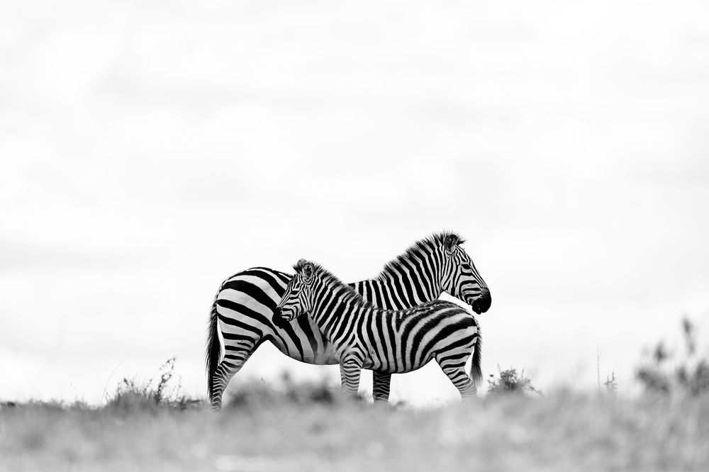 Photograph by Rajeeb Bharali