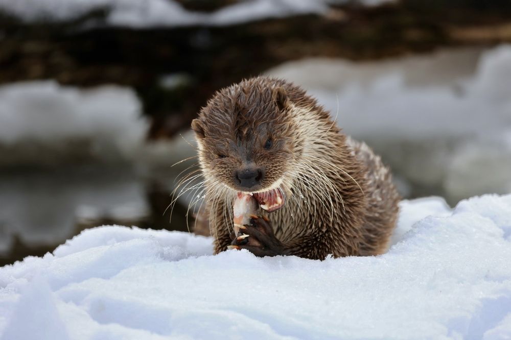 Photograph by Ольга Одаренко