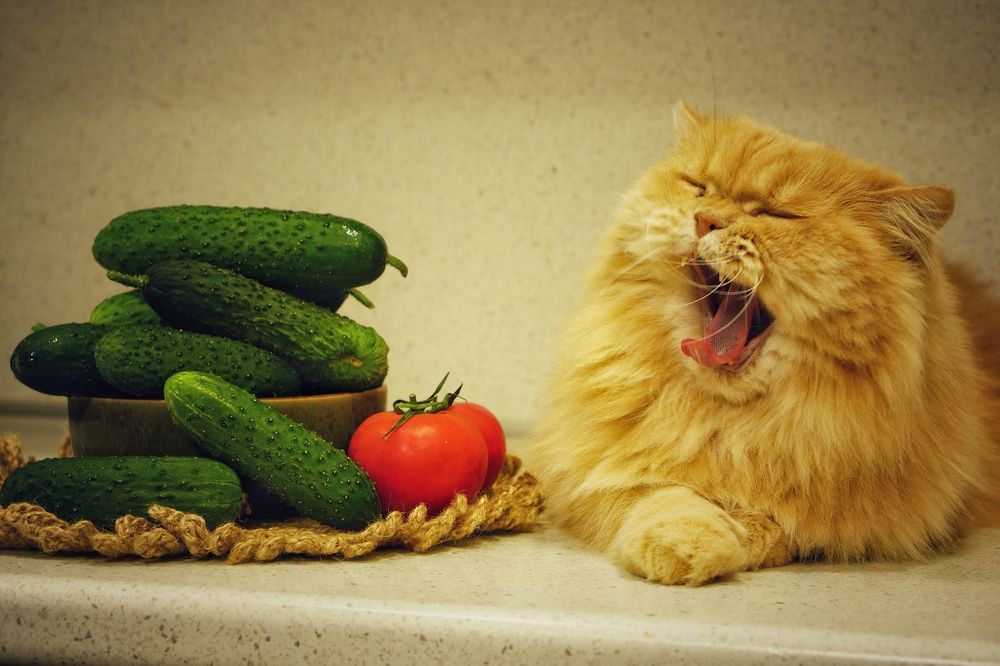 Photograph by Okcana Ryzhikh