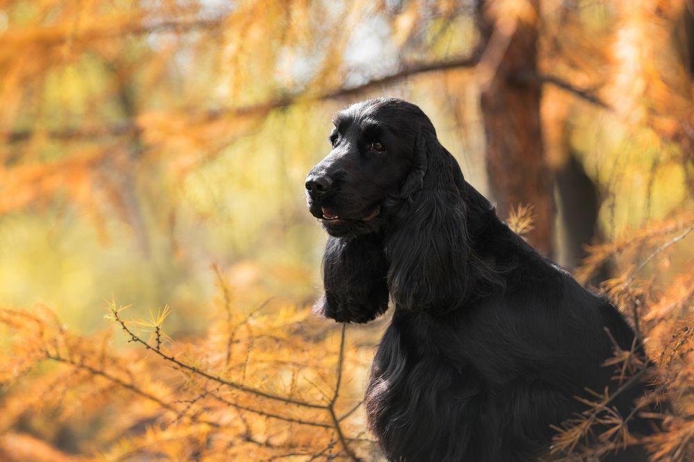 Лес, осень и моя собака.