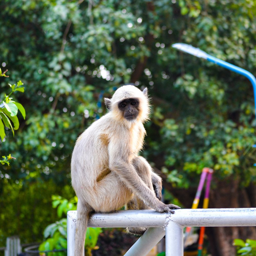 Photograph by ANKUSH PAL