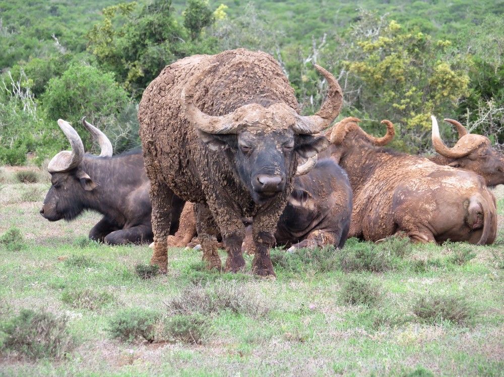 Herd of buffaloes