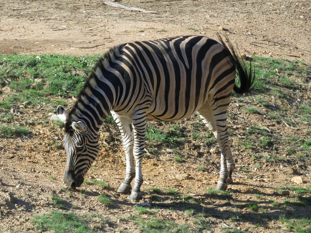 Zebra