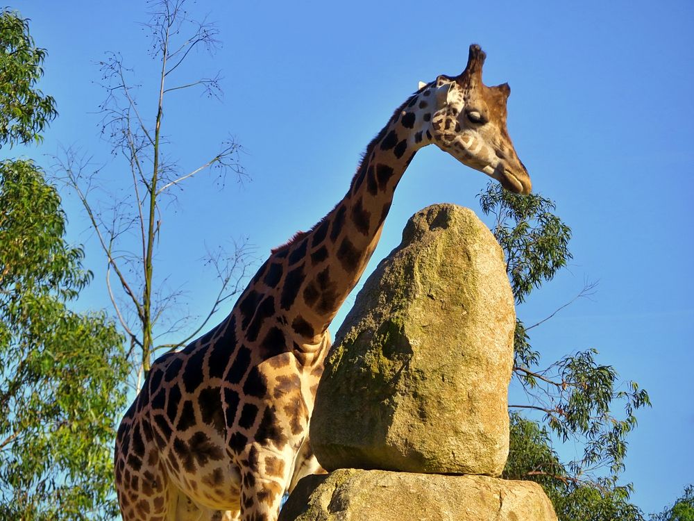 Giraffe