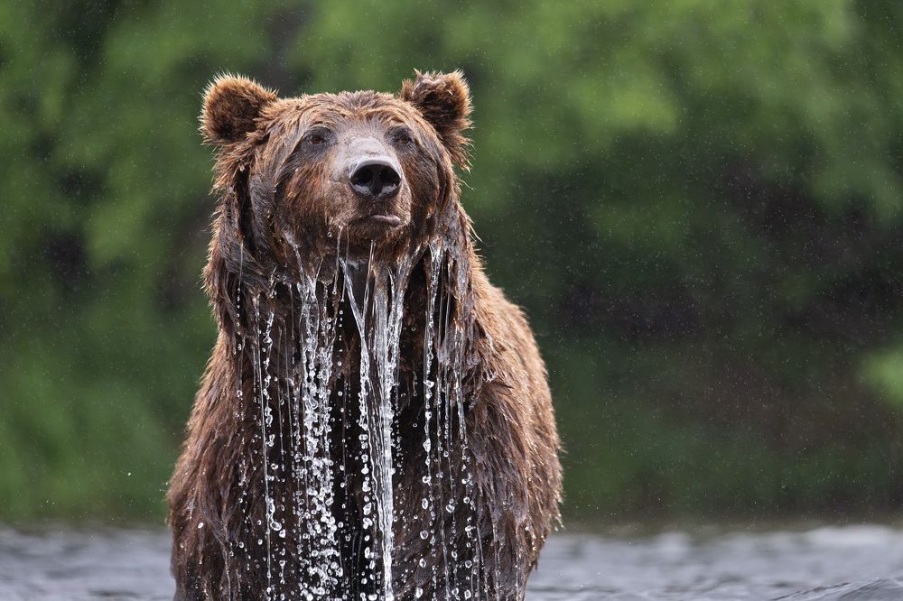 Мокрый портрет в дождливый день...