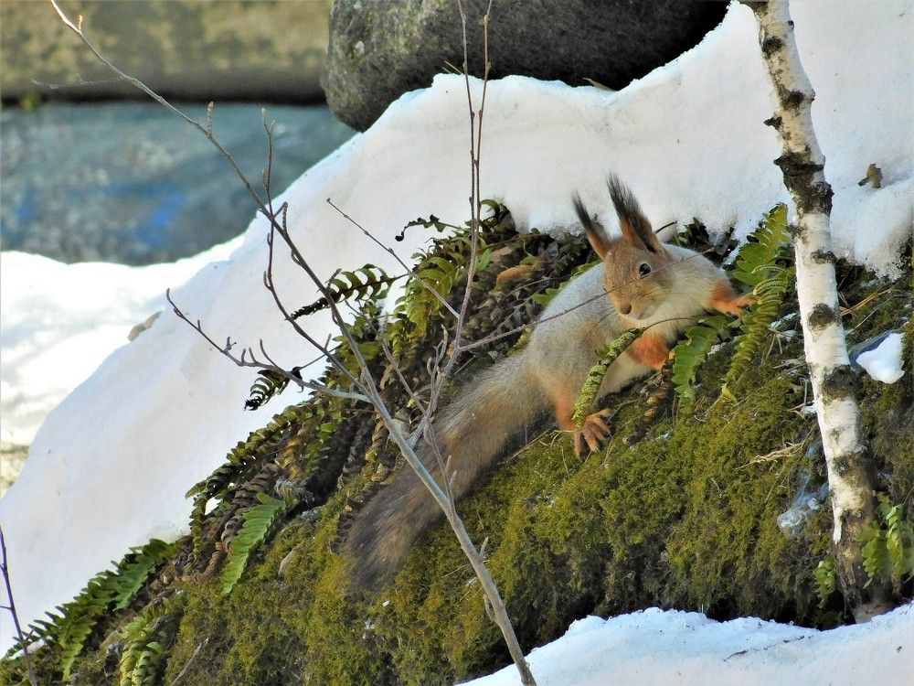 Photograph by Чкареули Светлана