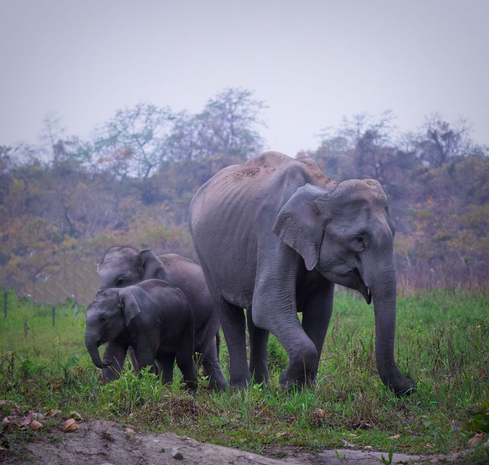 Photograph by AVIJIT KONER