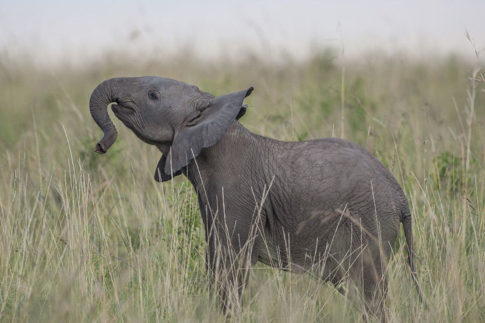 Фотография автора Oskars Smelins