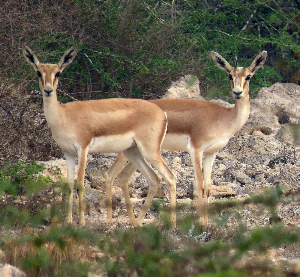 Photograph by mahboube moradalizade