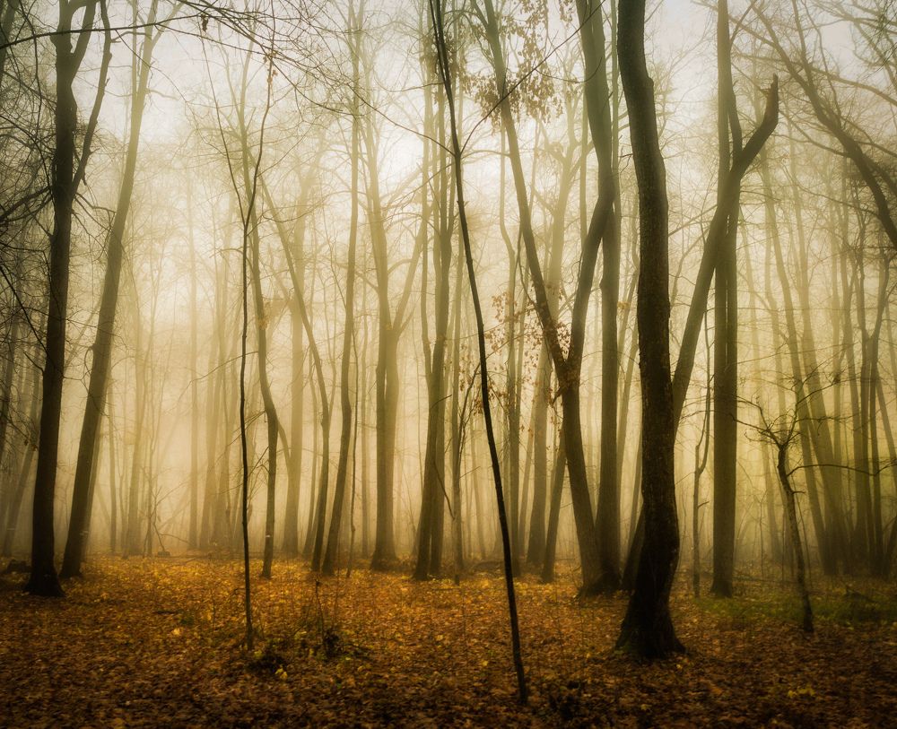 Фотография автора Александр Андреянов
