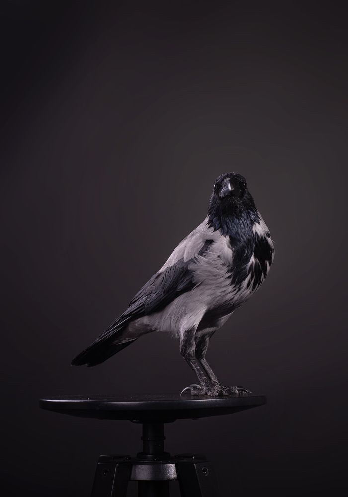 Photograph by наталья залогина