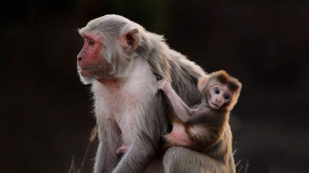 Small kids and their obsession with their mother