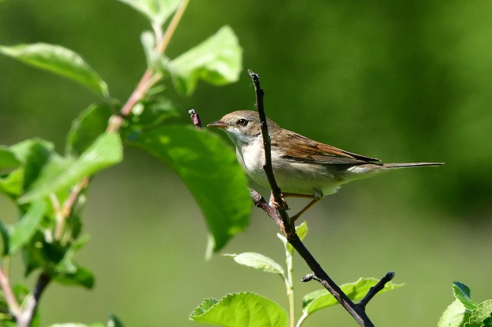 Соловей - пташечка