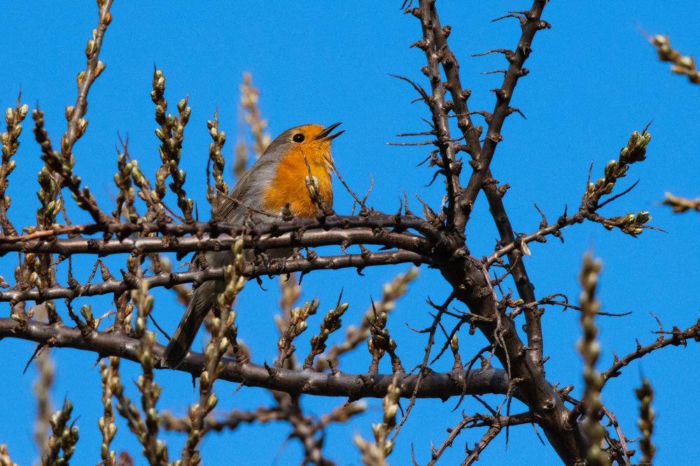 Малиновка на облепихе