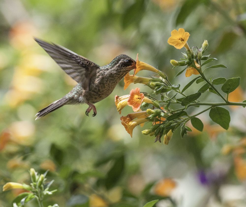 Фотография автора Oskars Smelins