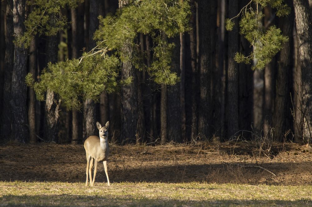 Photograph by Илья Ермакович