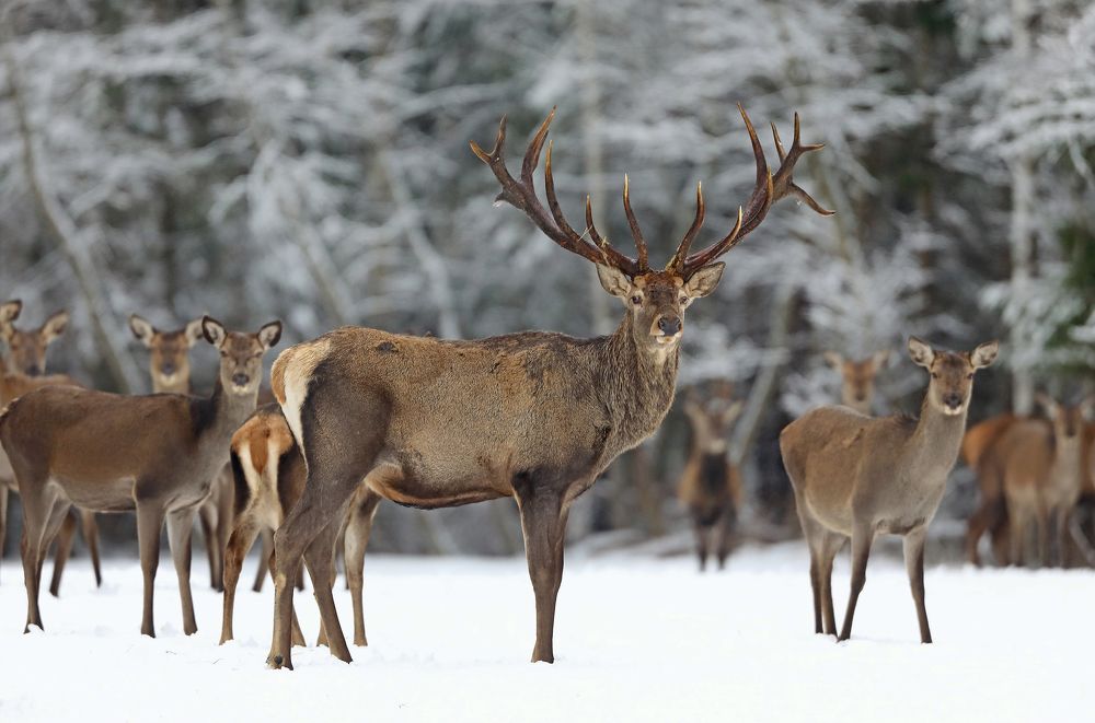 Photograph by Гусар Александр