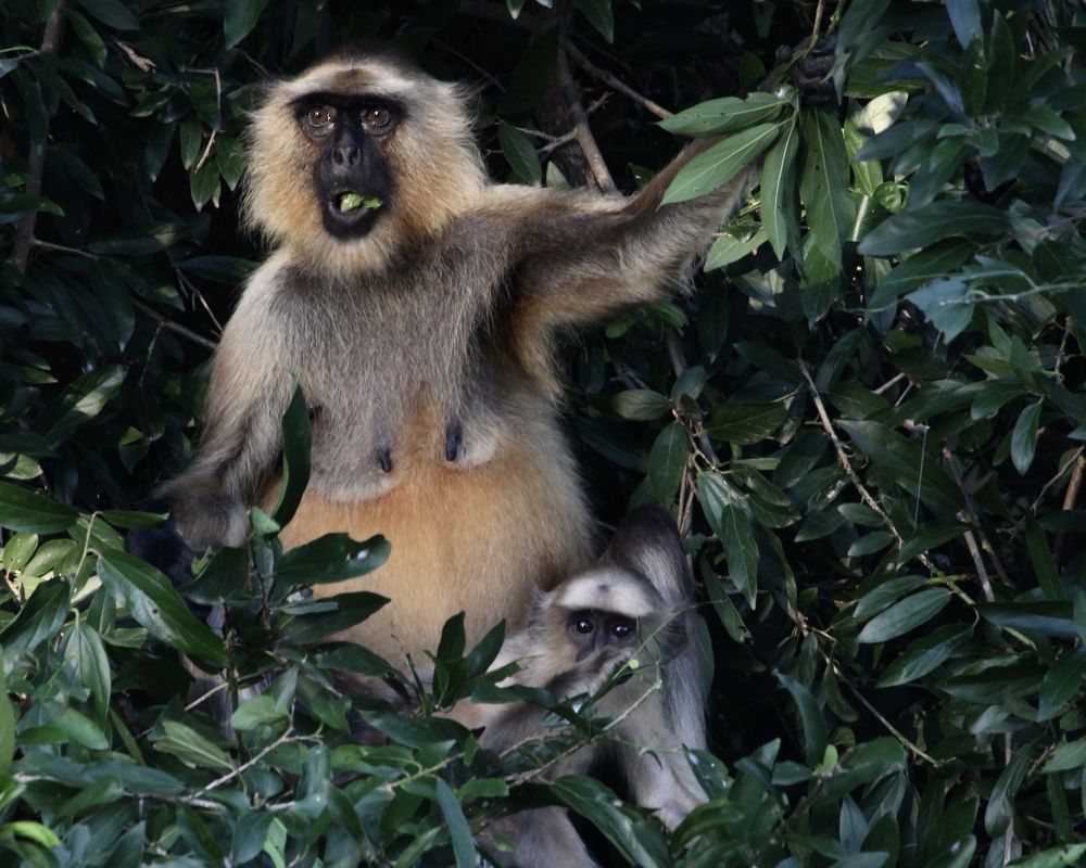 Monkey and mother eating