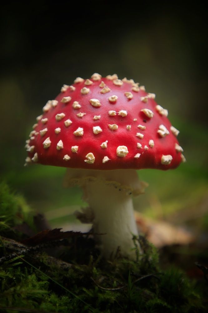 Photograph by Владимир Микрокосмос