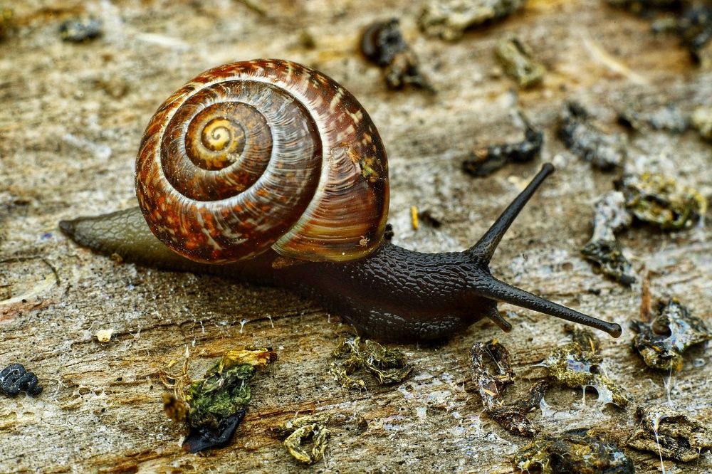 Photograph by Владимир Микрокосмос